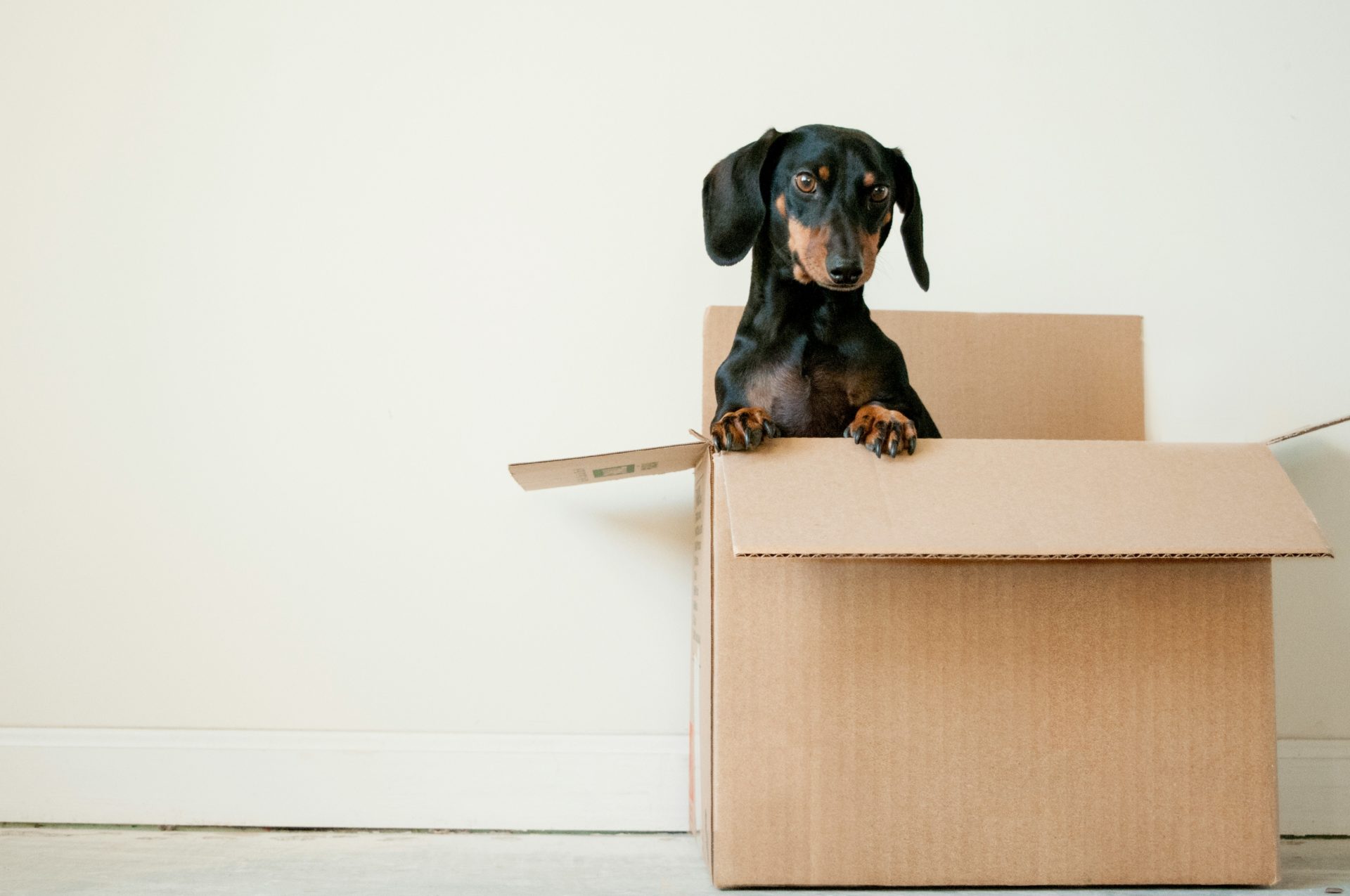 AKIL-property-management-careful-moving Weiner dog in a moving box